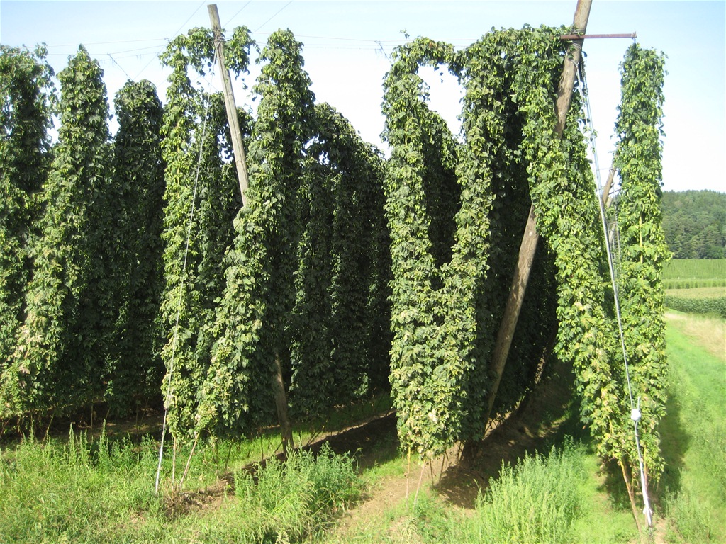 Hopfen in der Hallertau