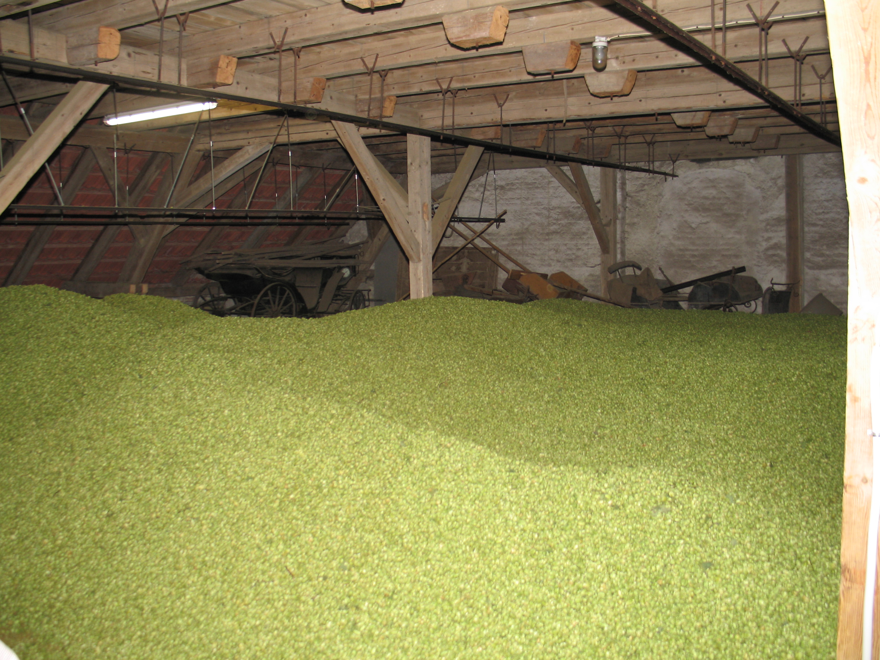 Hopfen in der Hallertau Troknung